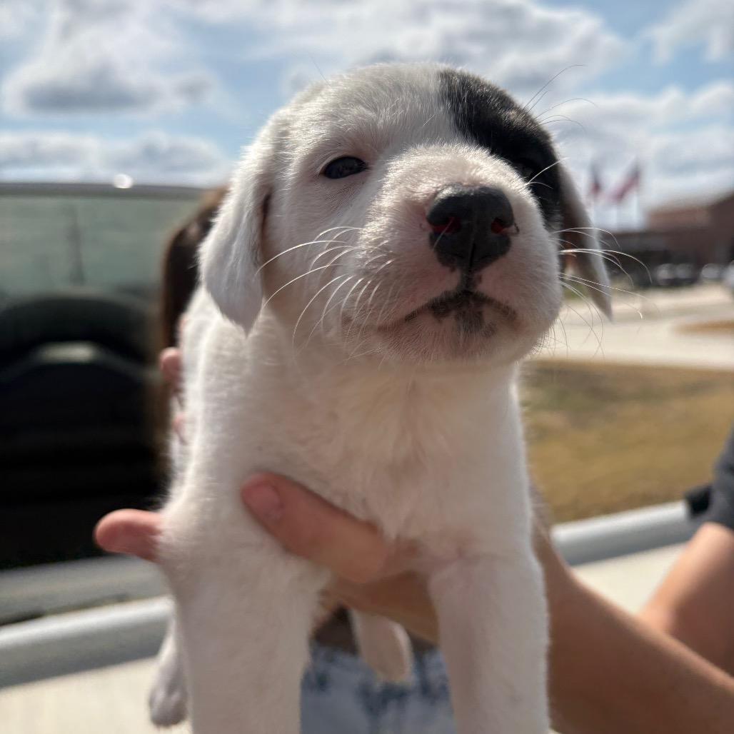 Enlarge Popeye , a ADOPTABLE mixed breed in Anderson, TX image 1/1
