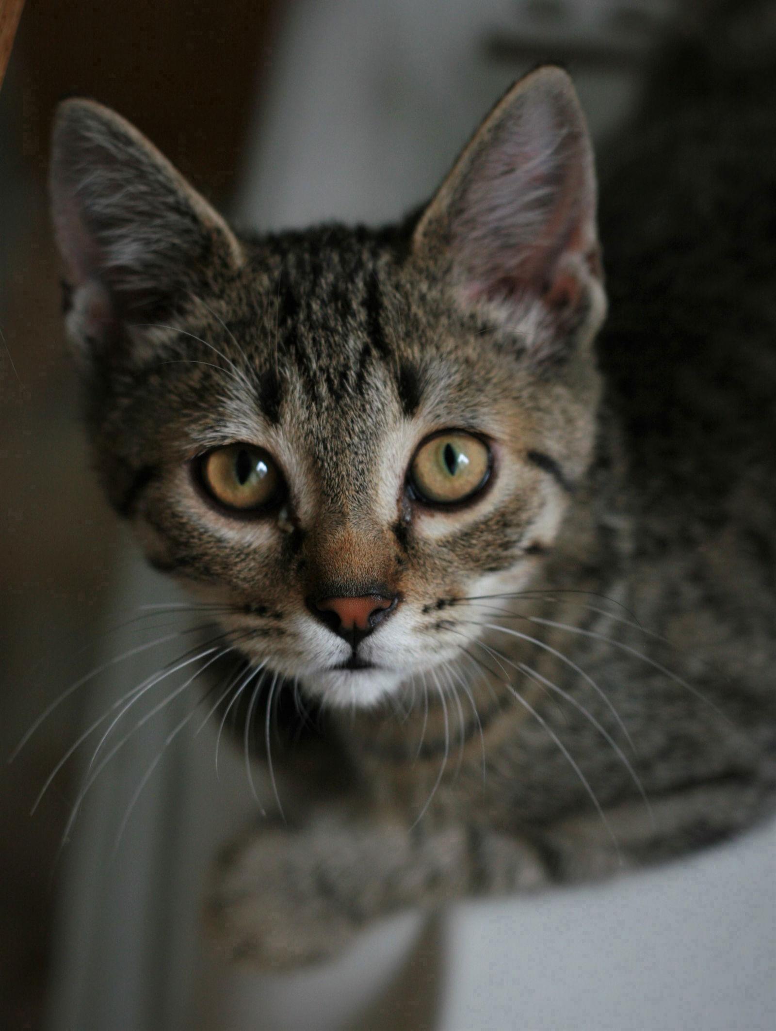 Chowder, Adoptable, Adult Male Domestic Short Hair & Tabby.
