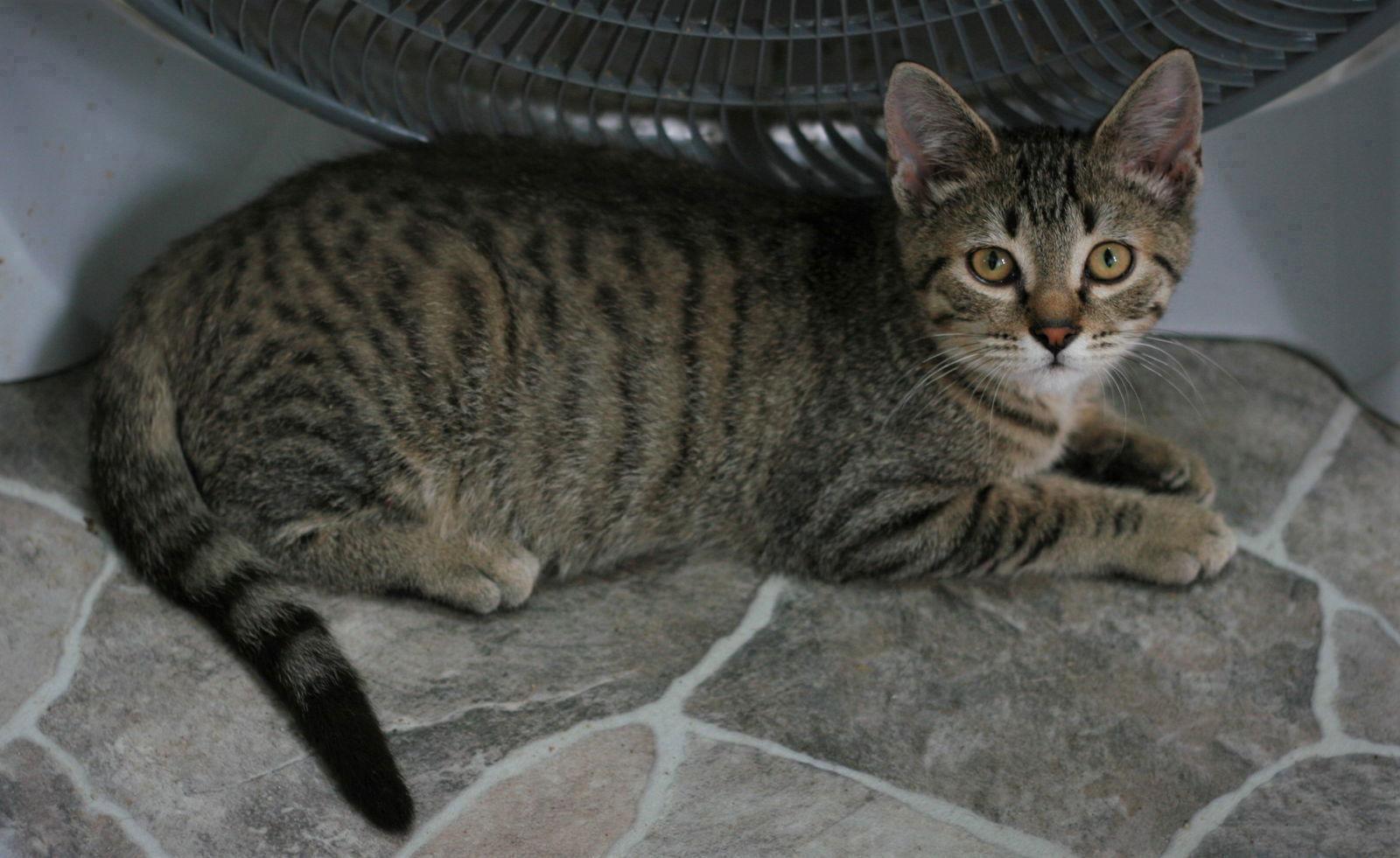 Chowder, a Adoptable mixed breed in Attalla, AL image 3/3