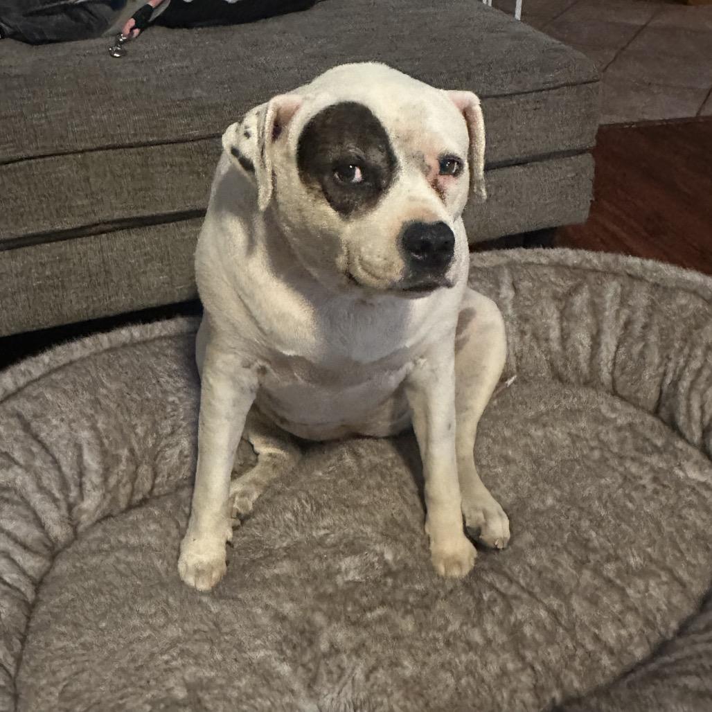 Terra, Adoptable, Senior Female Pit Bull Terrier & Labrador Retriever.