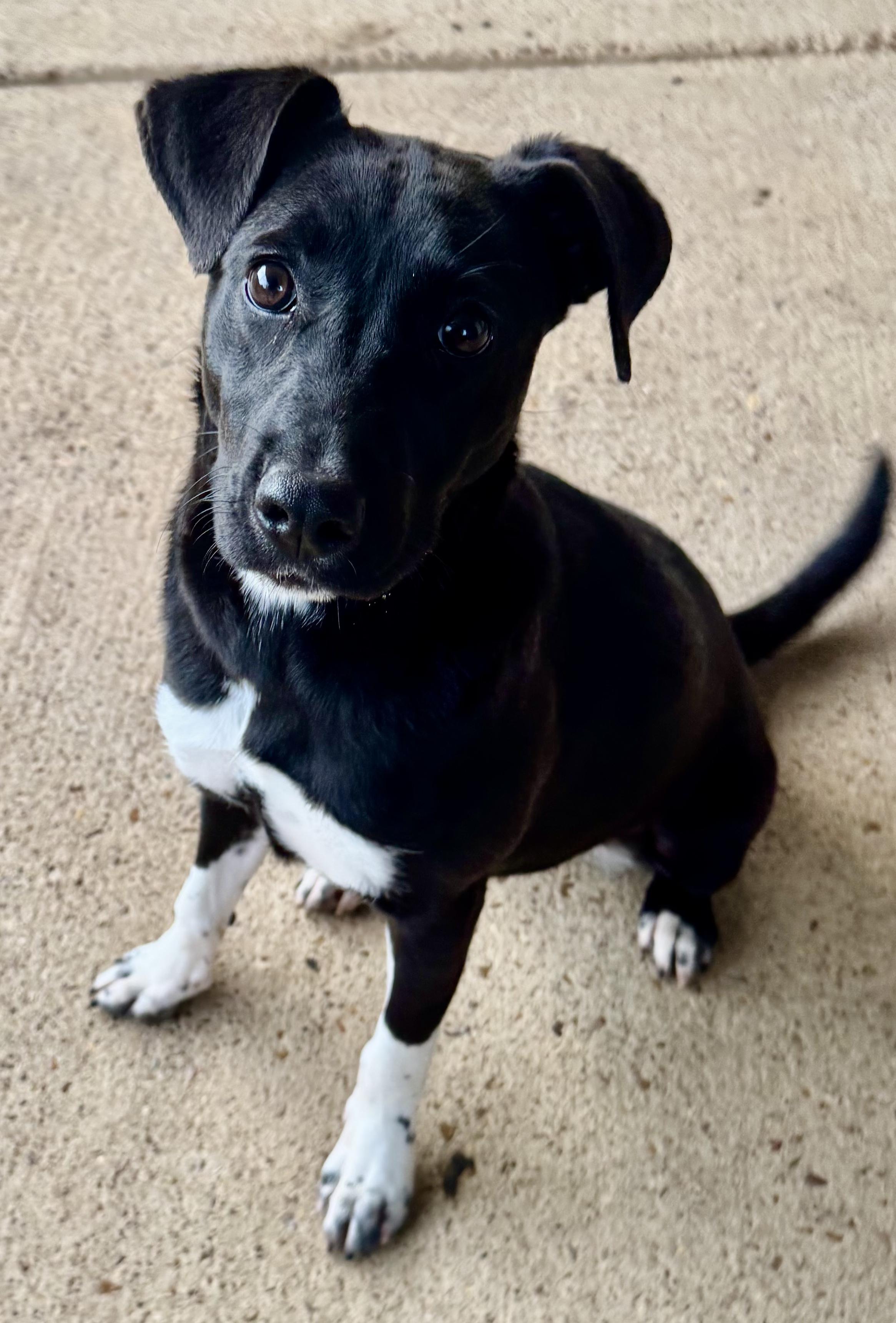 Enlarge Spice (Scott-Fostered in TN) , a ADOPTABLE mixed breed in Brooklyn, CT image 1/6