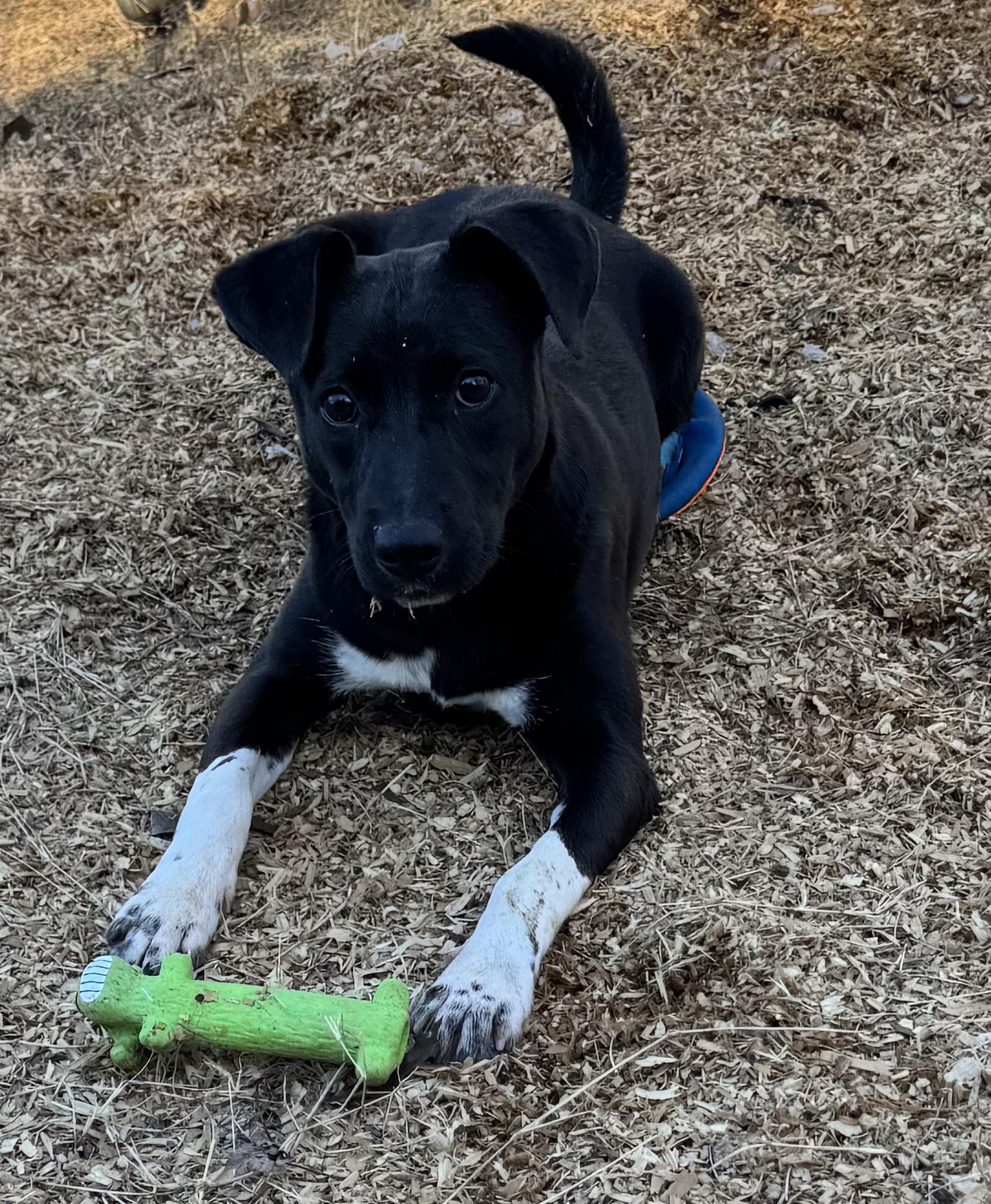 Enlarge Spice (Scott-Fostered in TN) , a ADOPTABLE mixed breed in Brooklyn, CT image 2/6