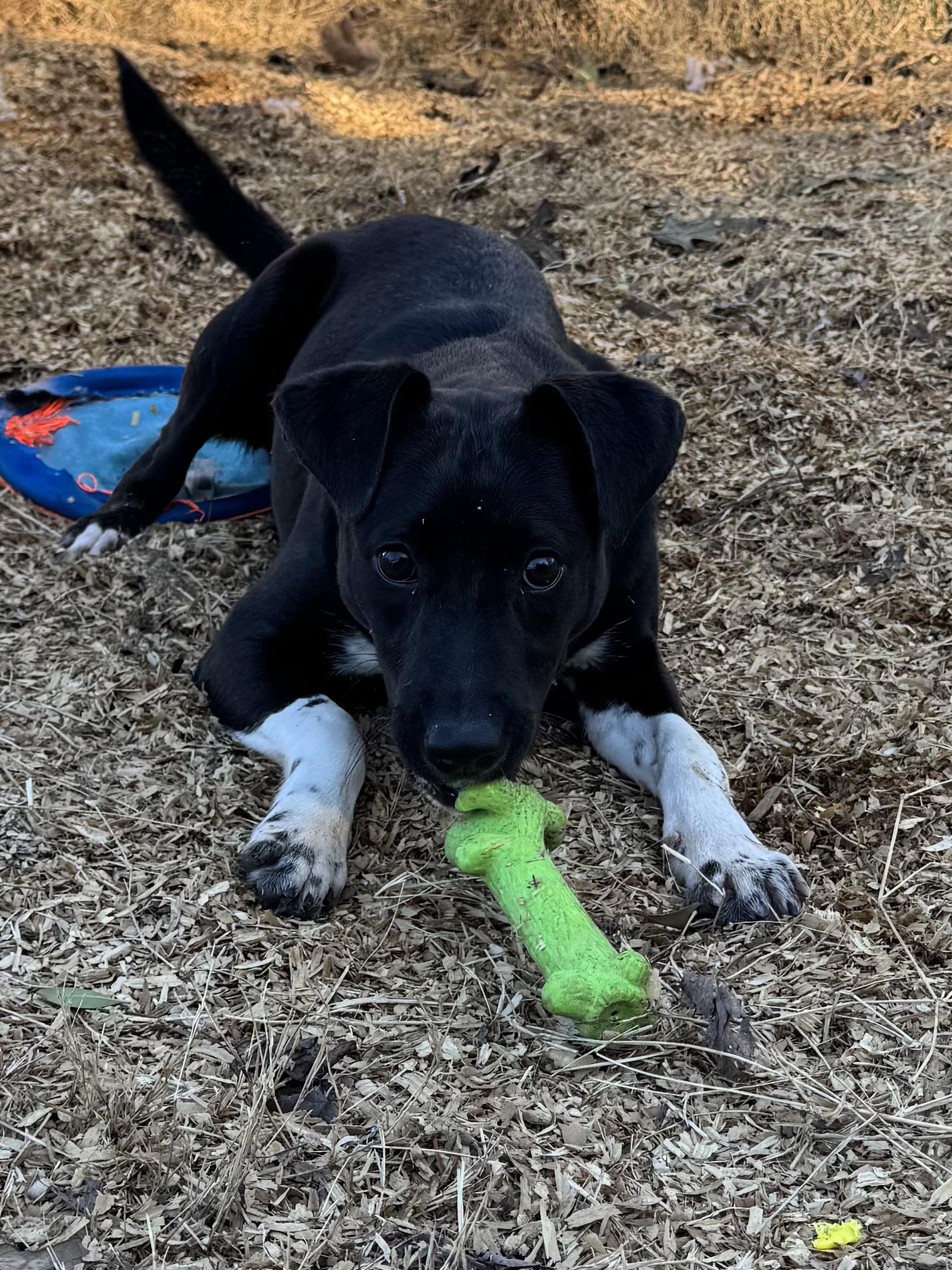 Enlarge Spice (Scott-Fostered in TN) , a ADOPTABLE mixed breed in Brooklyn, CT image 3/6