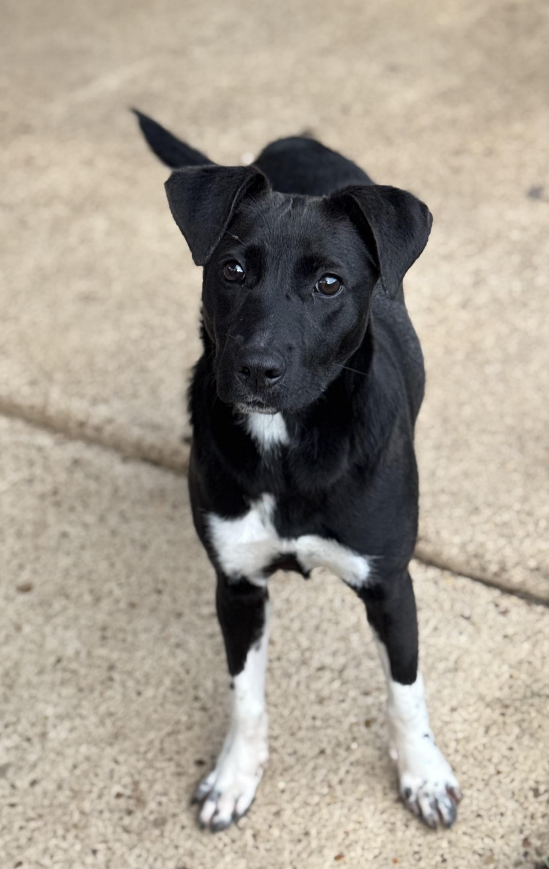 Enlarge Spice (Scott-Fostered in TN) , a ADOPTABLE mixed breed in Brooklyn, CT image 4/6