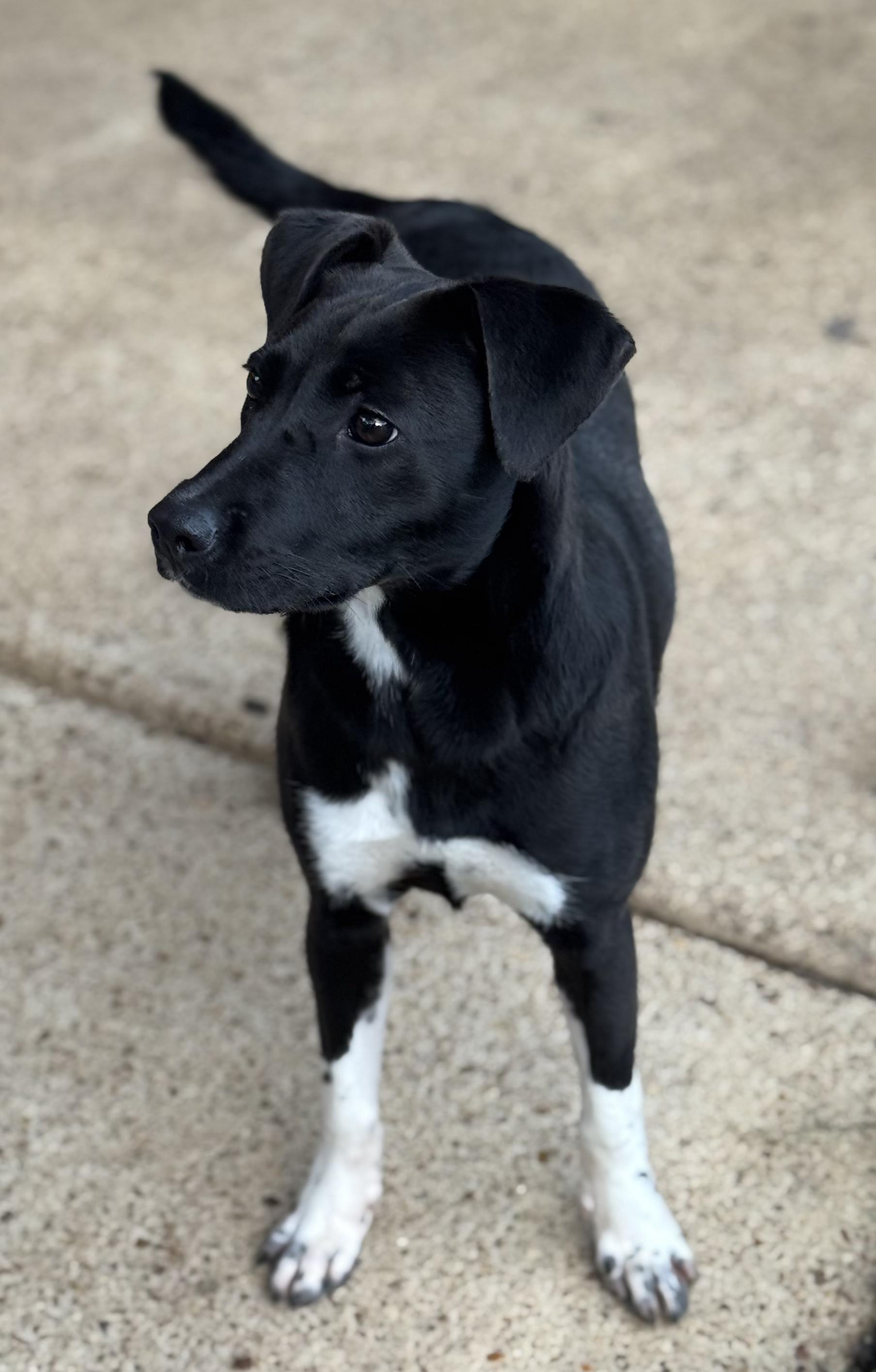 Enlarge Spice (Scott-Fostered in TN) , a ADOPTABLE mixed breed in Brooklyn, CT image 5/6