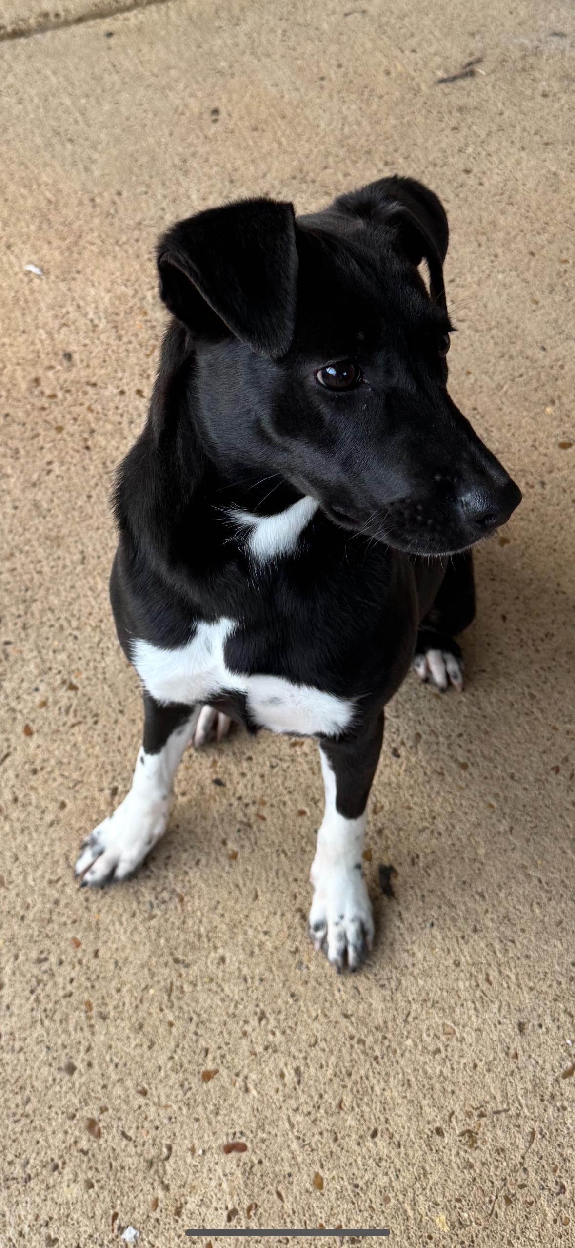 Enlarge Spice (Scott-Fostered in TN) , a ADOPTABLE mixed breed in Brooklyn, CT image 6/6