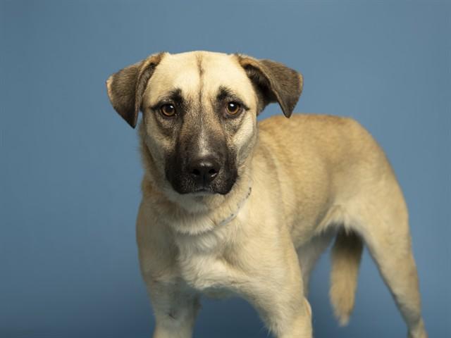 Enlarge ASHLEY, a Adoptable Australian Shepherd in Phoenix, AZ image 1/1