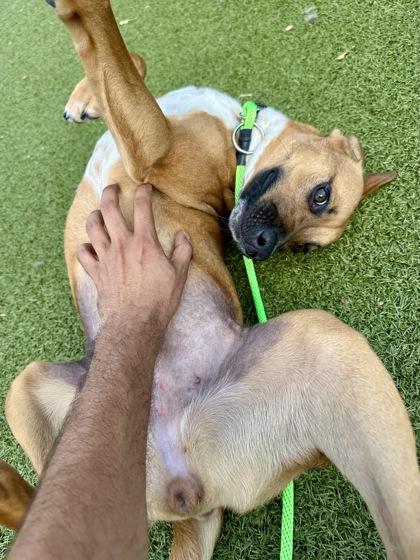 Ballyclare, a Adoptable mixed breed in Wichita, KS image 1/3