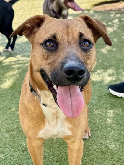 Ballyclare, a Adoptable mixed breed in Wichita, KS image 2/3