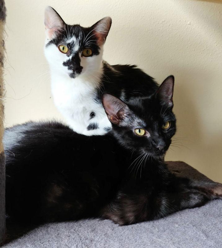 Enlarge Pepper, a Adoptable Domestic Short Hair in Ocala, FL image 1/3