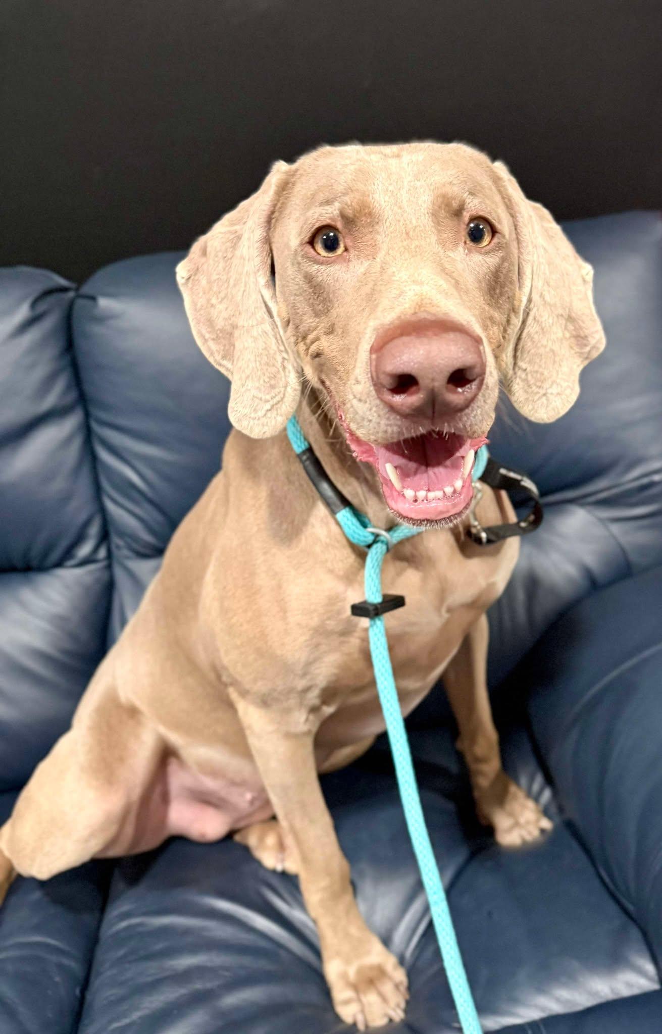 Bella, a Adopted Weimaraner in Columbus, NE image 6/6
