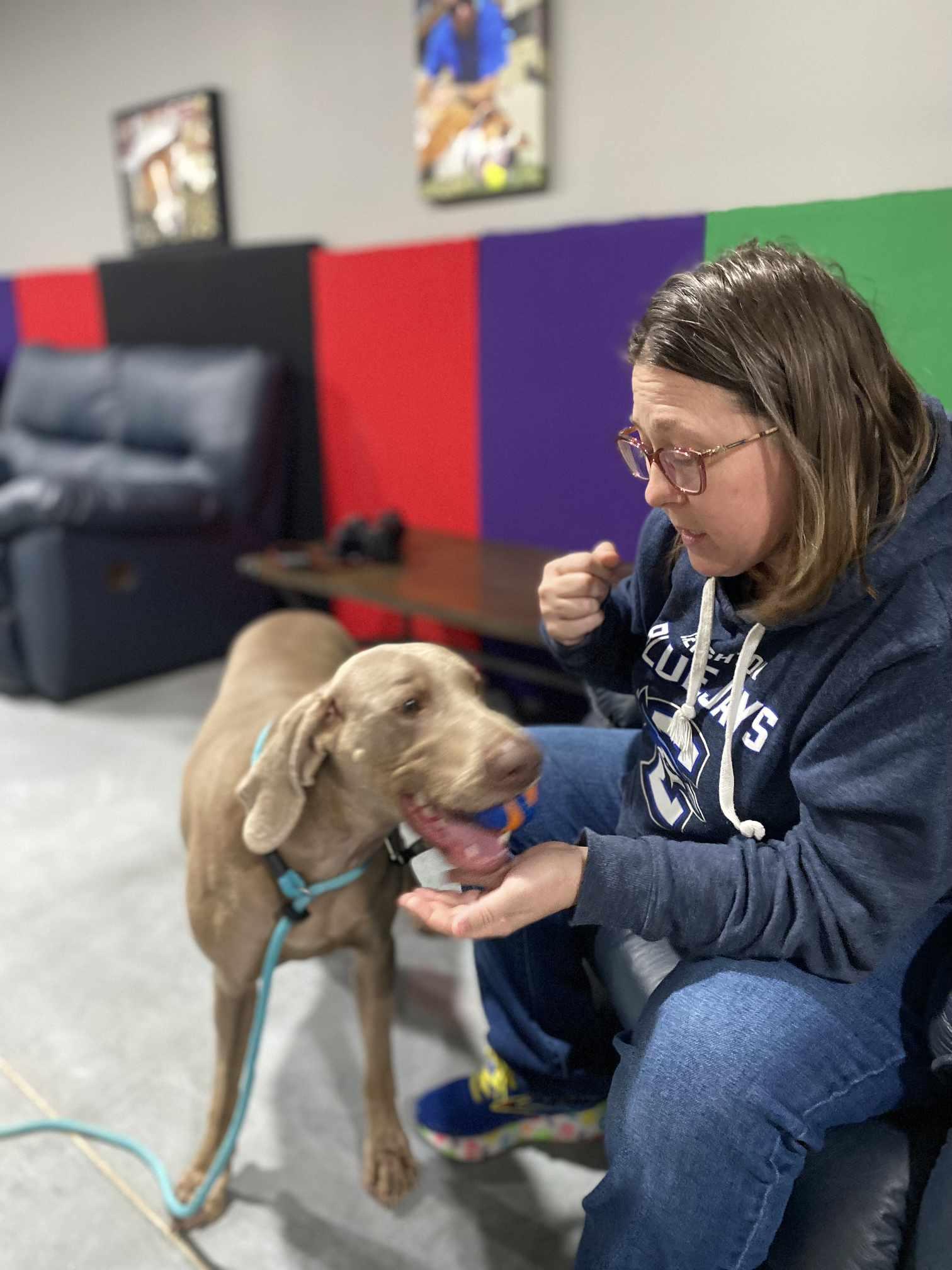 Bella, a Adopted Weimaraner in Columbus, NE image 4/6