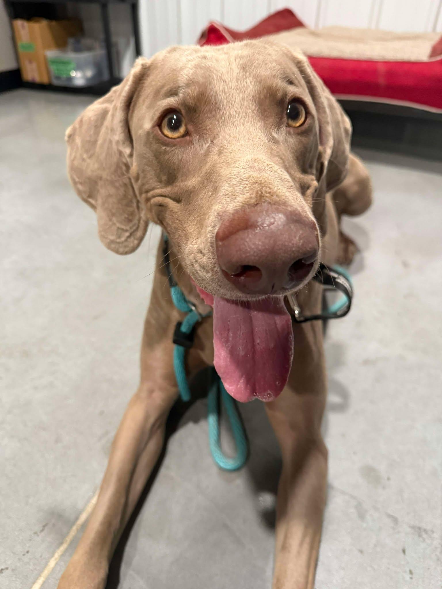 Bella, Adopted, Young Female Weimaraner.