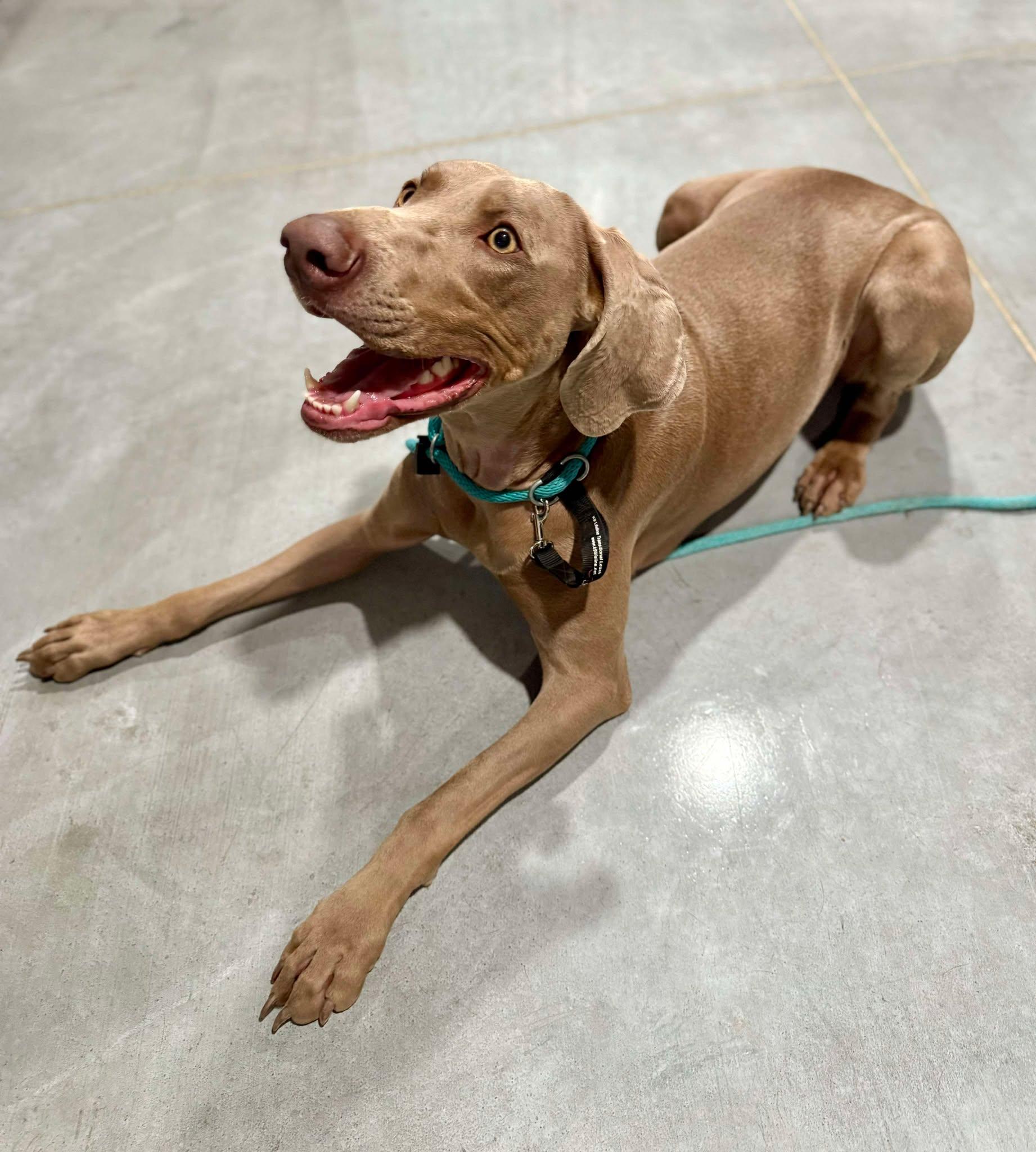 Bella, a Adopted Weimaraner in Columbus, NE image 5/6