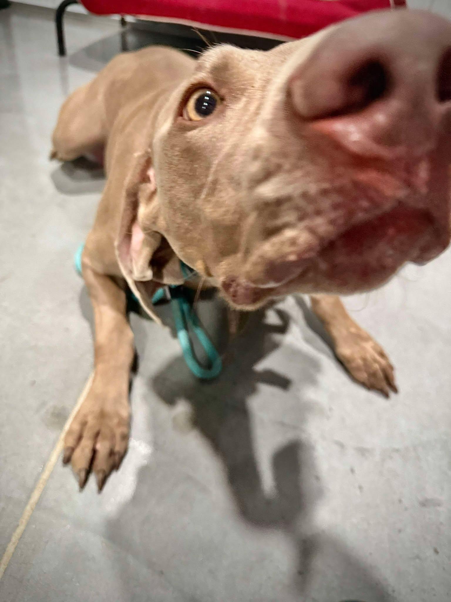 Bella, a Adopted Weimaraner in Columbus, NE image 2/6