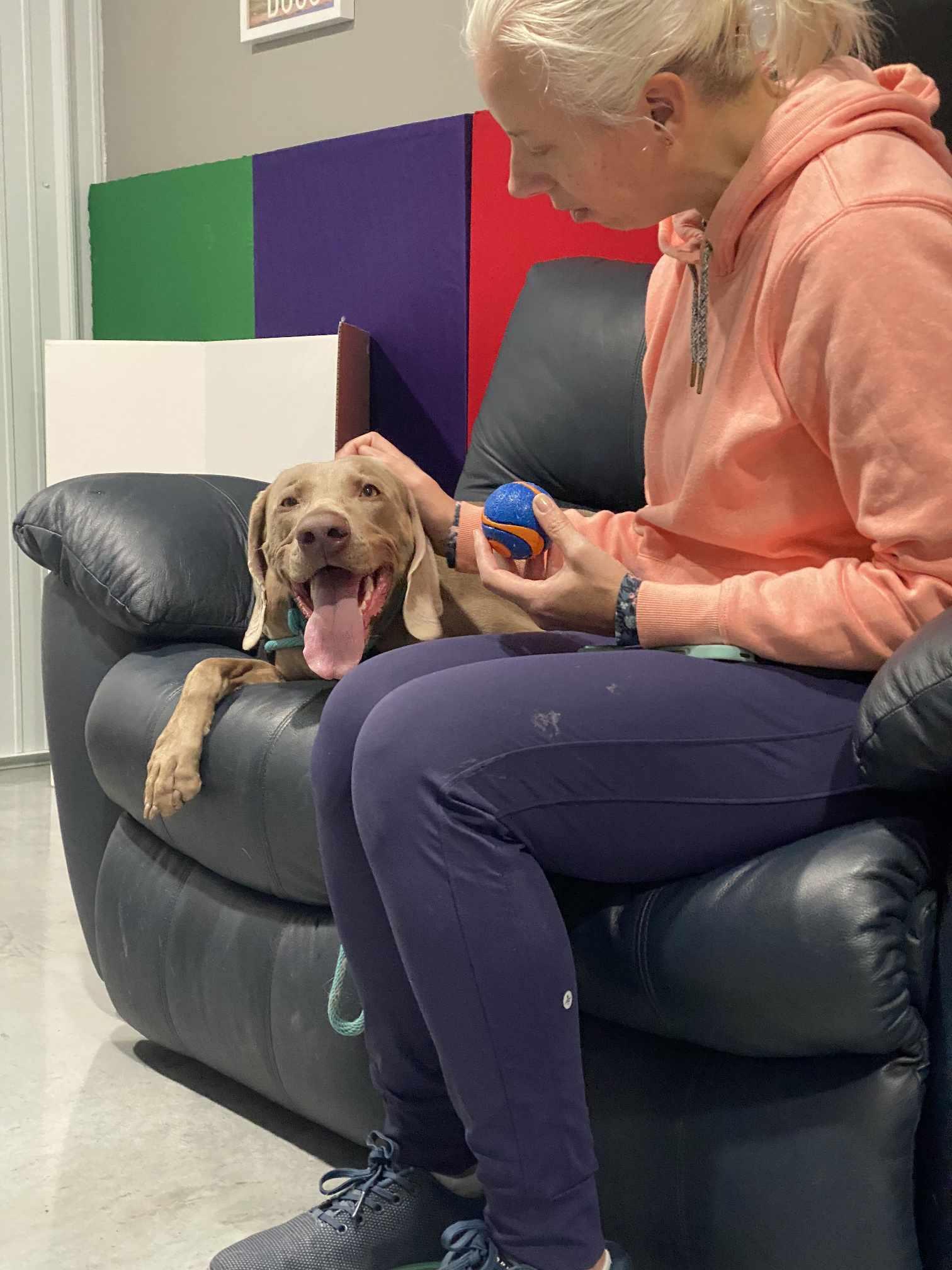 Bella, a Adopted Weimaraner in Columbus, NE image 3/6