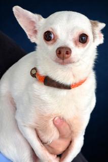 Enlarge Sweetie, an adopted Chihuahua in Ladson, SC image 2/3