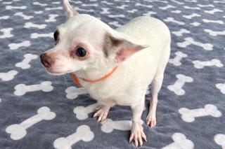 Enlarge Sweetie, an adopted Chihuahua in Ladson, SC image 3/3