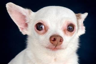 Sweetie, adopted, Senior Male Chihuahua.