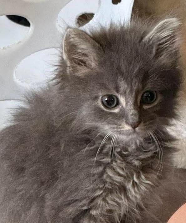 Ren Hoek, a ADOPTABLE Domestic Long Hair in Buffalo, NY image 2/4