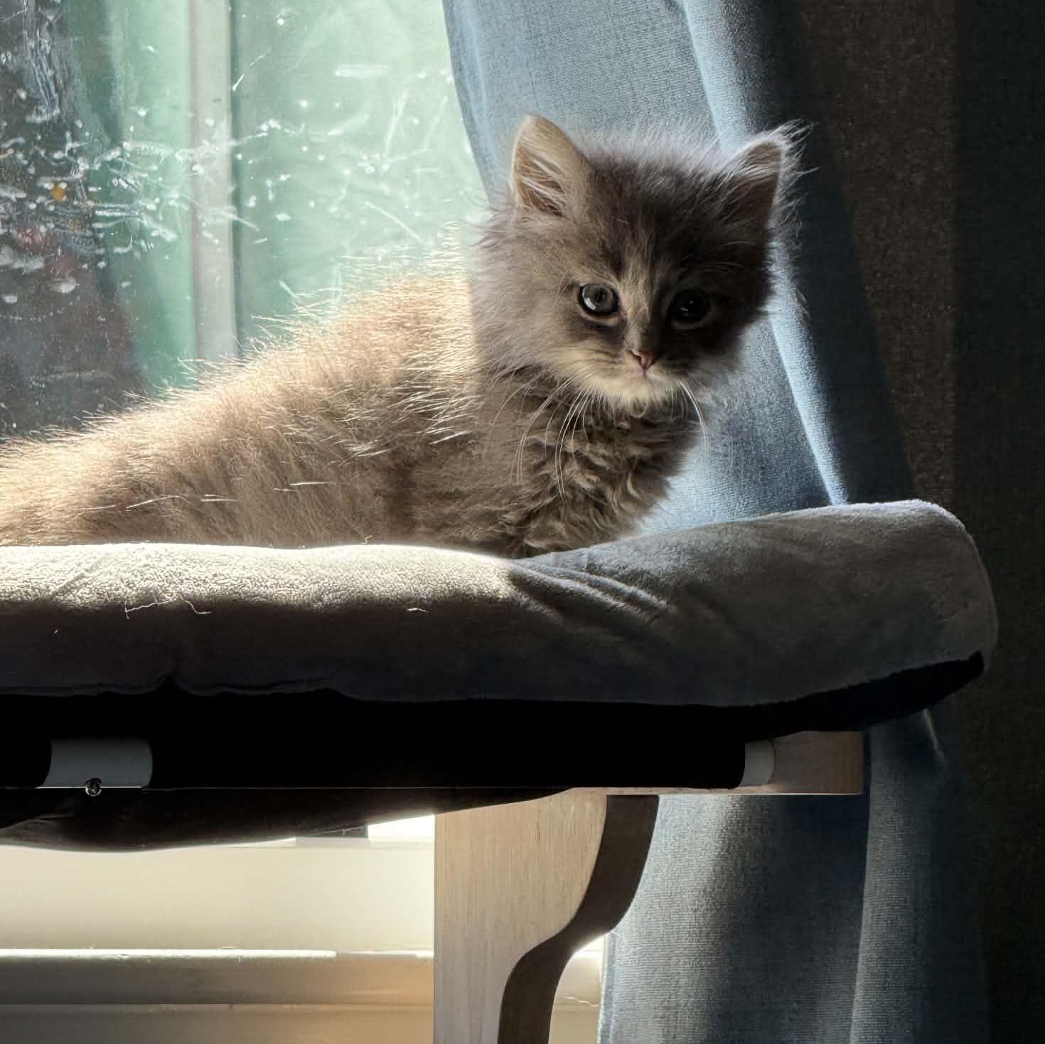 Ren Hoek, a ADOPTABLE Domestic Long Hair in Buffalo, NY image 3/4