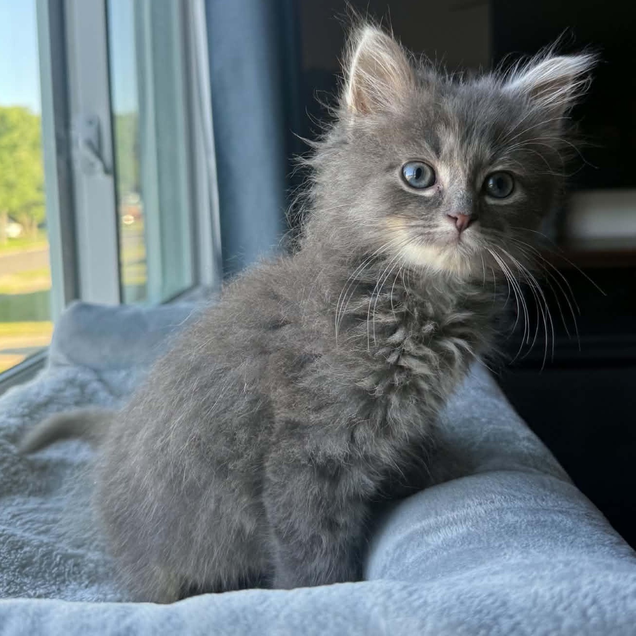 Ren Hoek, ADOPTABLE, Kitten Male Domestic Long Hair.