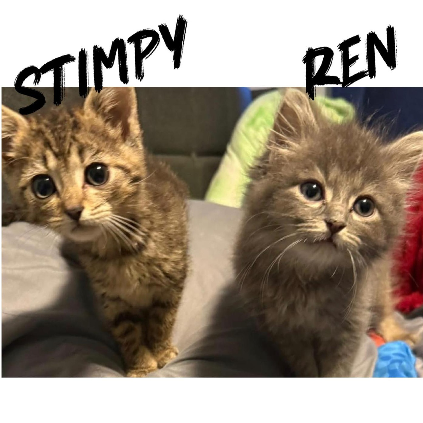 Ren Hoek, a ADOPTABLE Domestic Long Hair in Buffalo, NY image 4/4