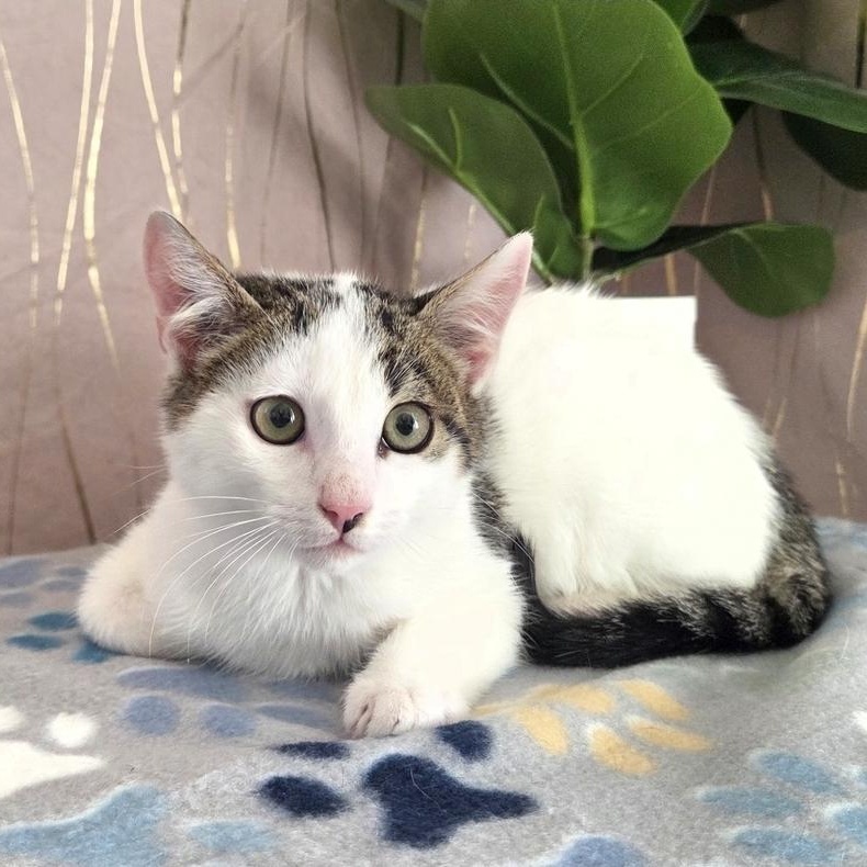 Mr. Klaws — thumbnail 2