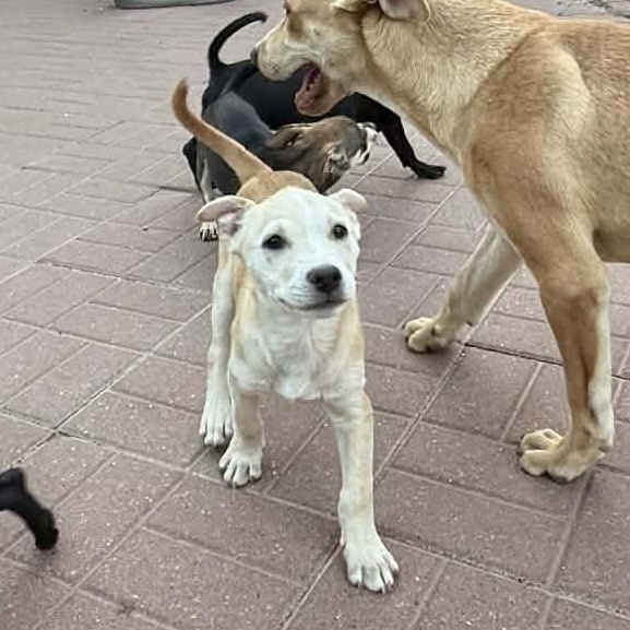 Enlarge Aggie, a Adoptable mixed breed in East Syracuse, NY image 3/3