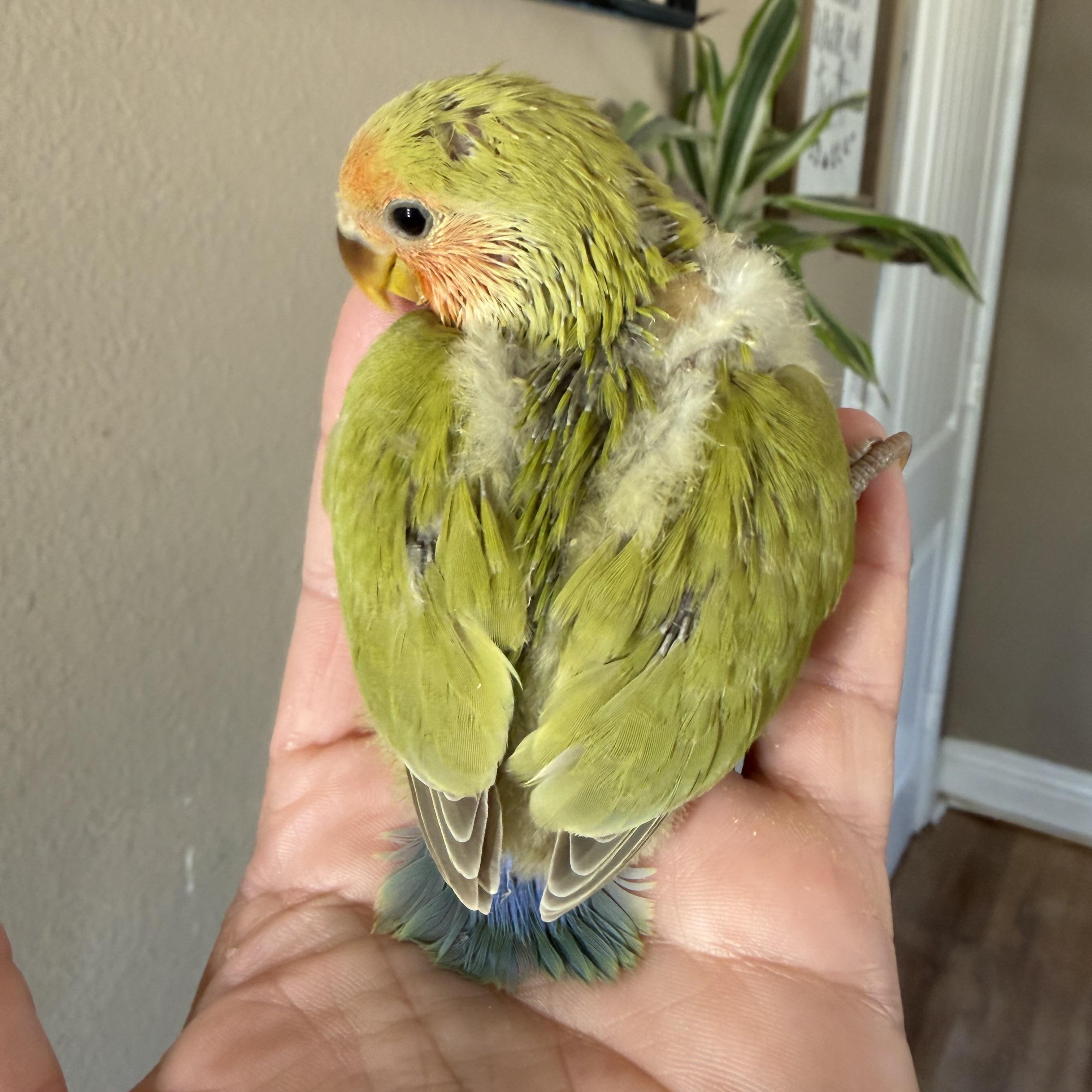 Enlarge Ladie, an adopted Lovebird in Corona, CA image 1/1
