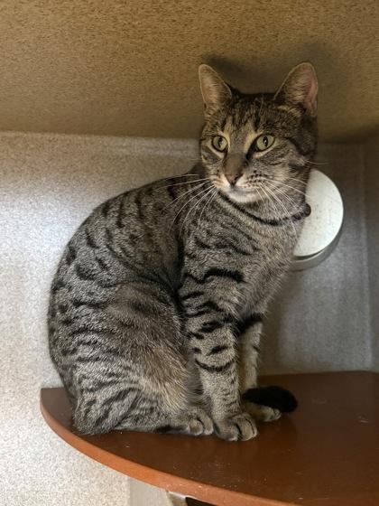 Enlarge Ethel, a Adoptable mixed breed in Washington, DC image 2/3