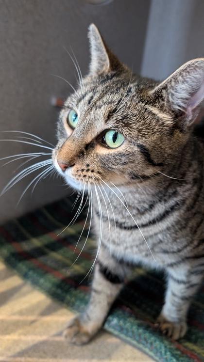 Enlarge Ethel, a Adoptable mixed breed in Washington, DC image 3/3