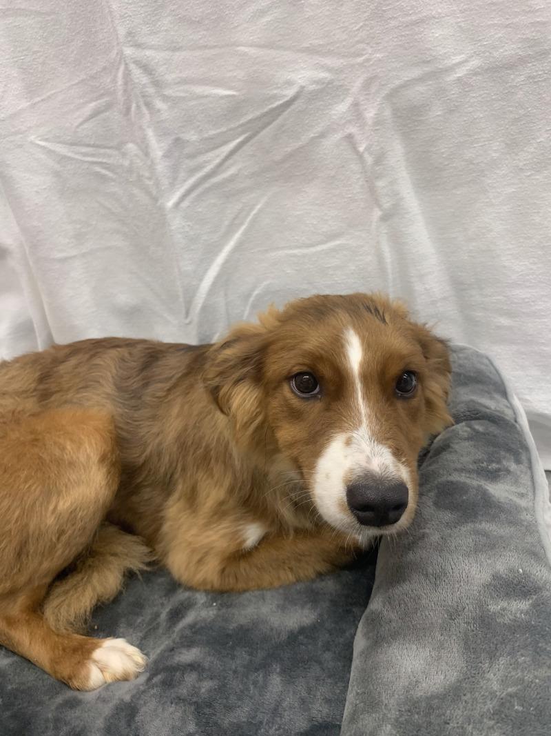 Enlarge Maple, a Adoptable mixed breed in bellefontaine, OH image 1/4