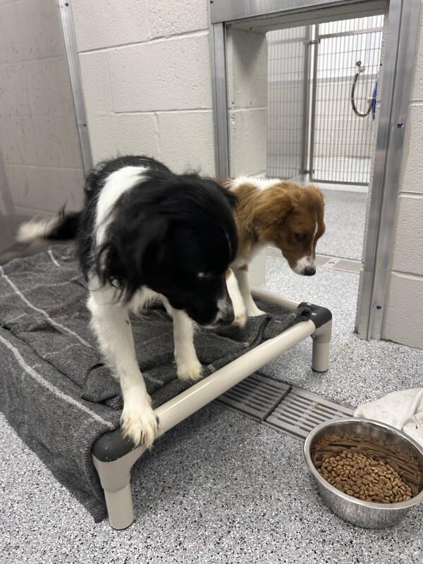 Enlarge Maple, a Adoptable mixed breed in bellefontaine, OH image 2/4