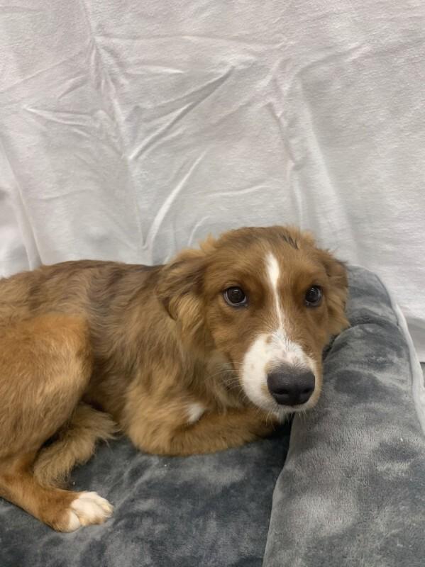 Enlarge Maple, a Adoptable mixed breed in bellefontaine, OH image 3/4