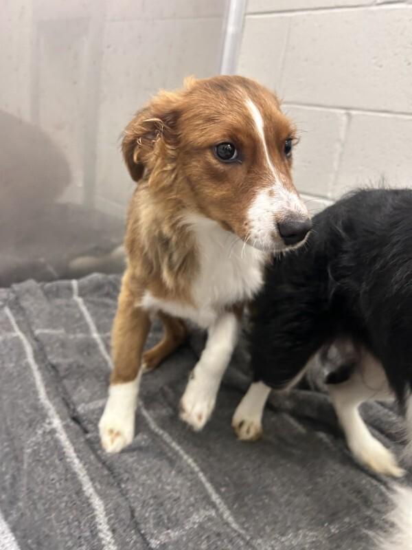 Enlarge Maple, a Adoptable mixed breed in bellefontaine, OH image 4/4
