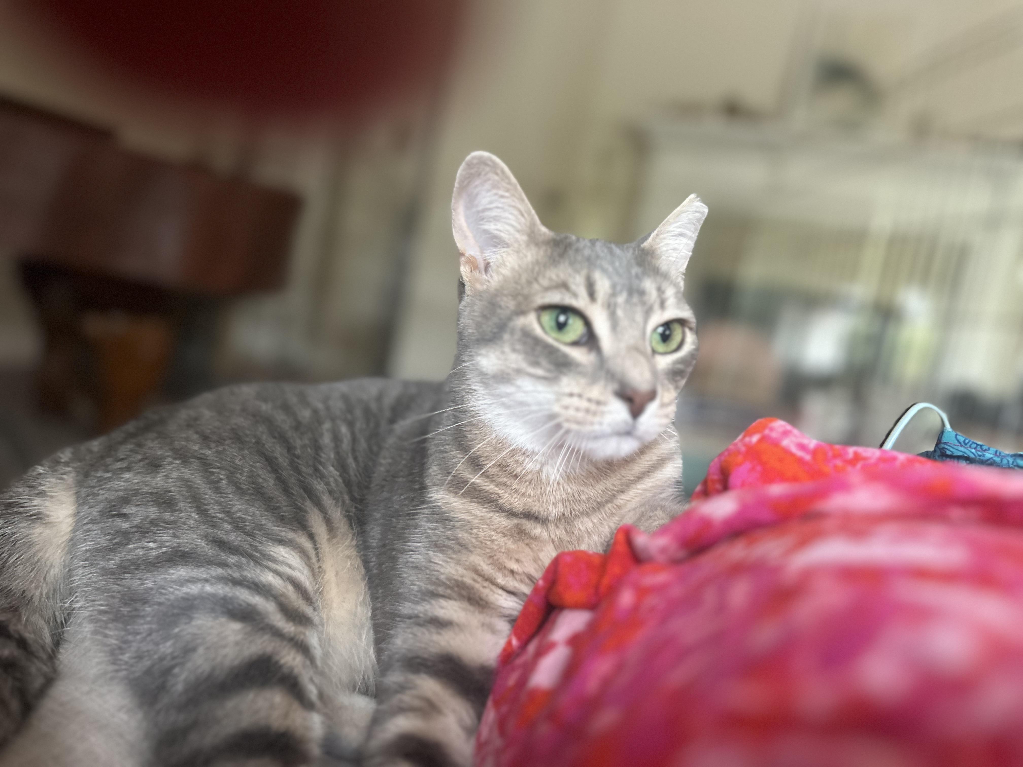 Enlarge Jam (affectionate / confident / social), a Adoptable mixed breed in San Jose, CA image 3/3