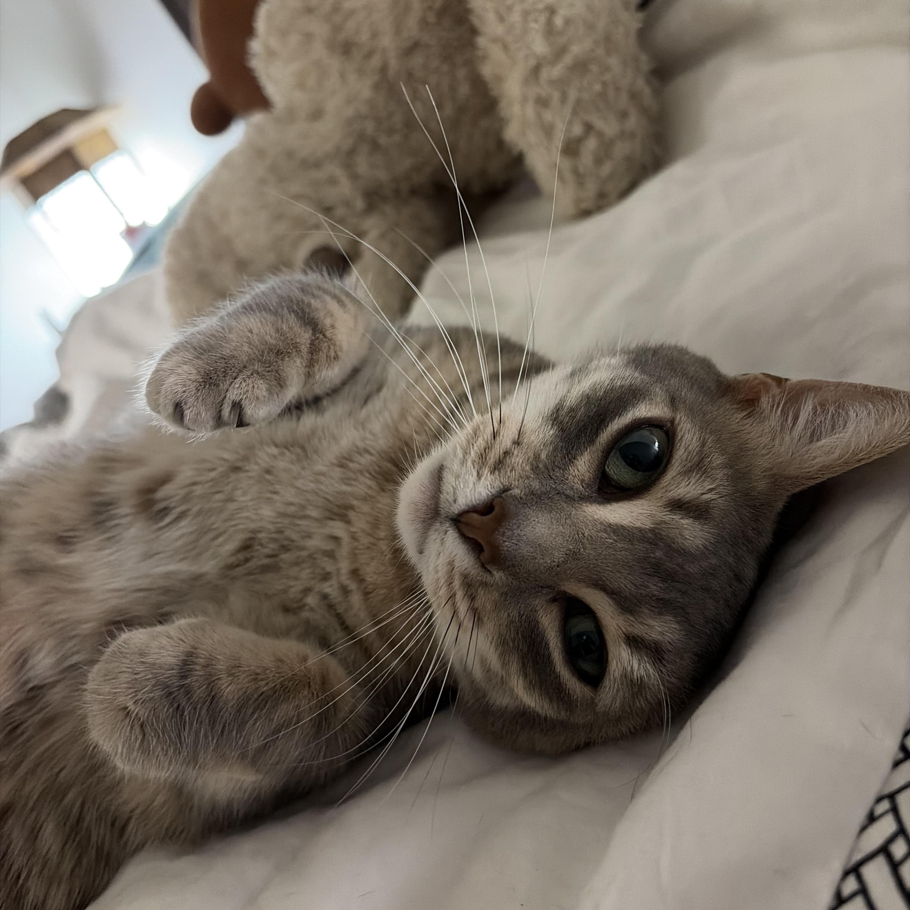 Jam (affectionate / confident / social), Adoptable, Adult Female Tabby & Domestic Short Hair.