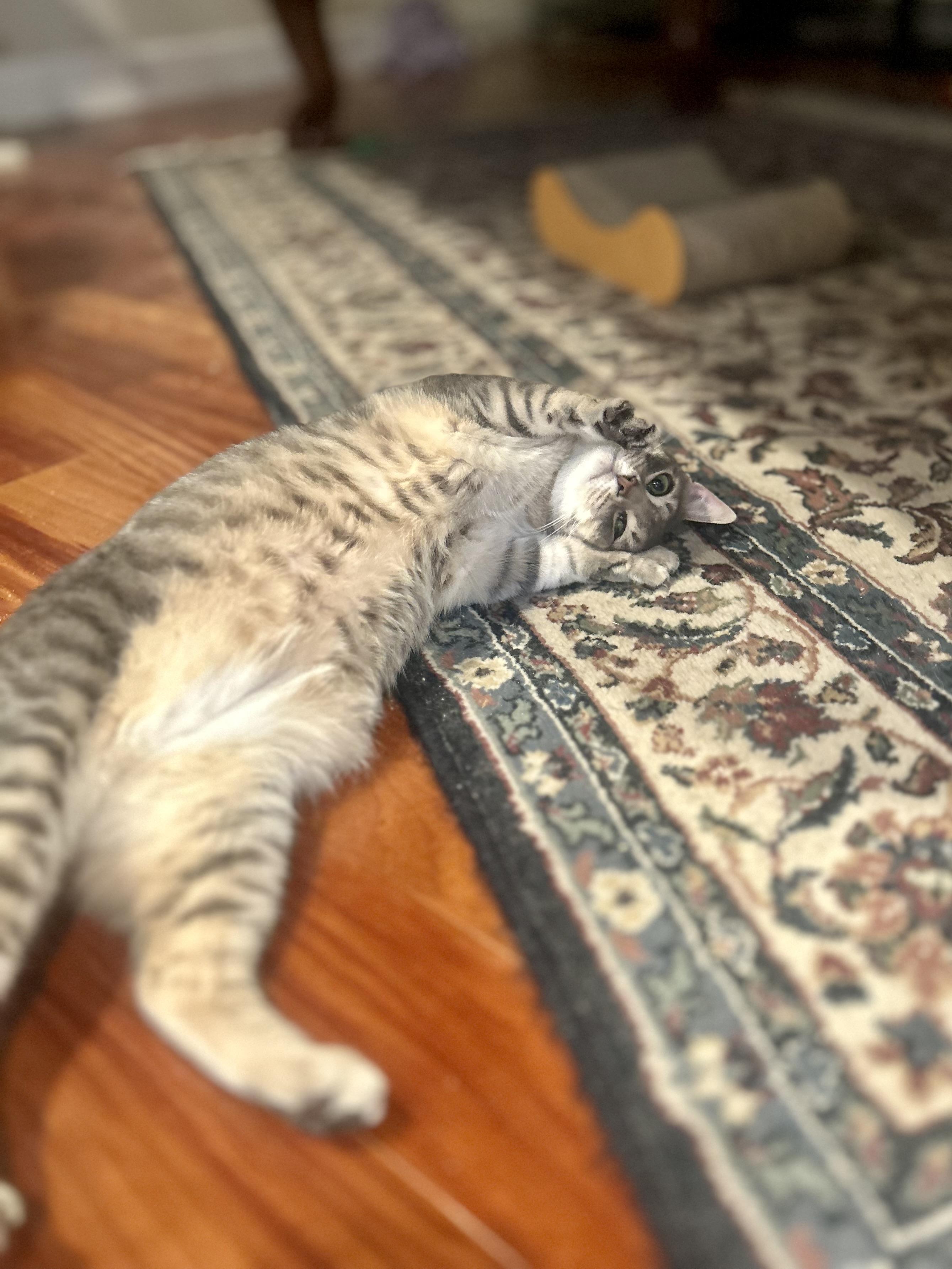 Jam (affectionate / confident / social), Adoptable, Adult Female Tabby & Domestic Short Hair.