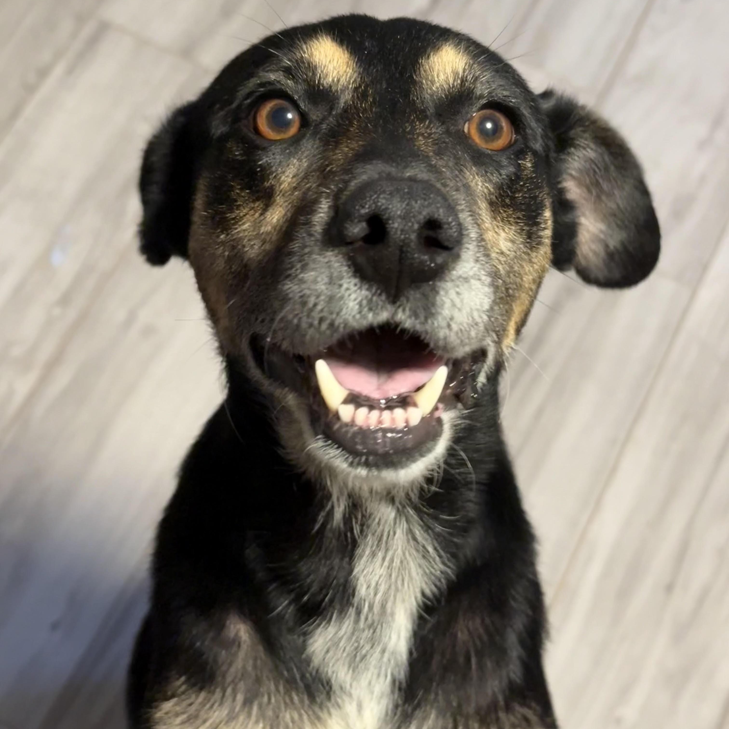 Maggie bama-girl, a Adoptable mixed breed in Cumming, GA image 3/6
