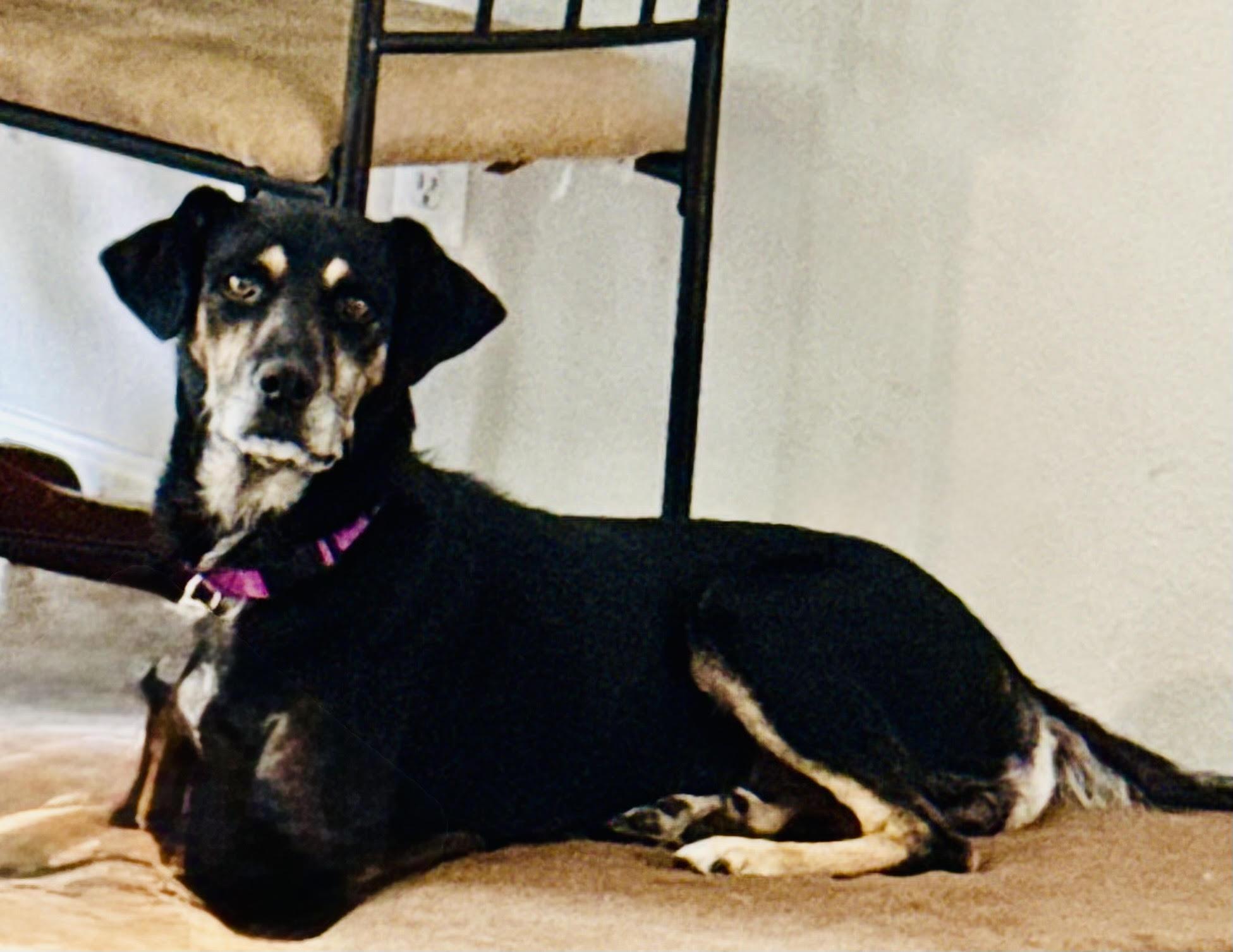 Maggie bama-girl, a Adoptable mixed breed in Cumming, GA image 4/6