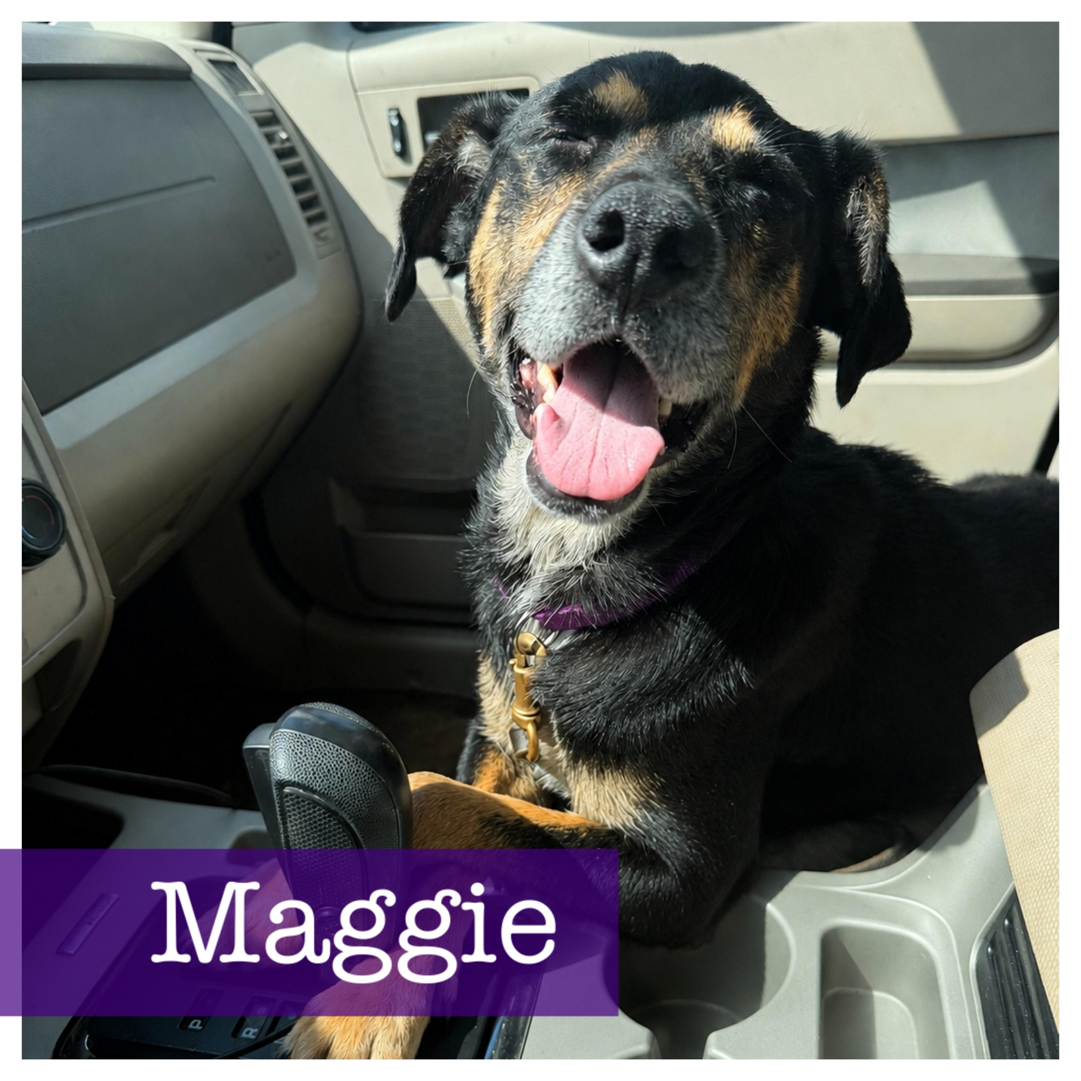 Maggie bama-girl, Adoptable, Young Female German Shorthaired Pointer & Australian Kelpie.