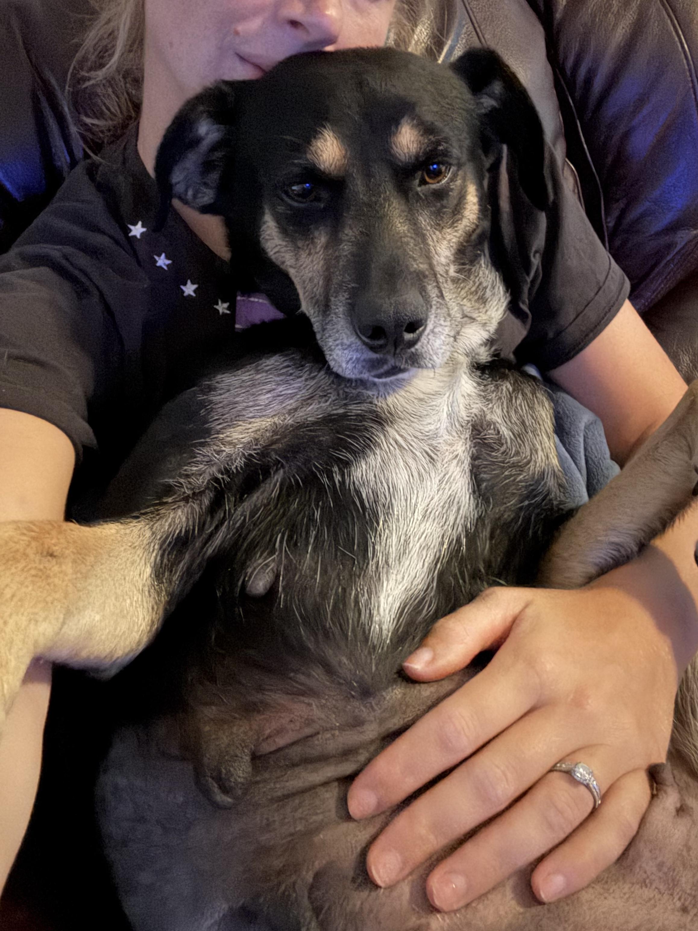 Maggie bama-girl, a Adoptable mixed breed in Cumming, GA image 2/6
