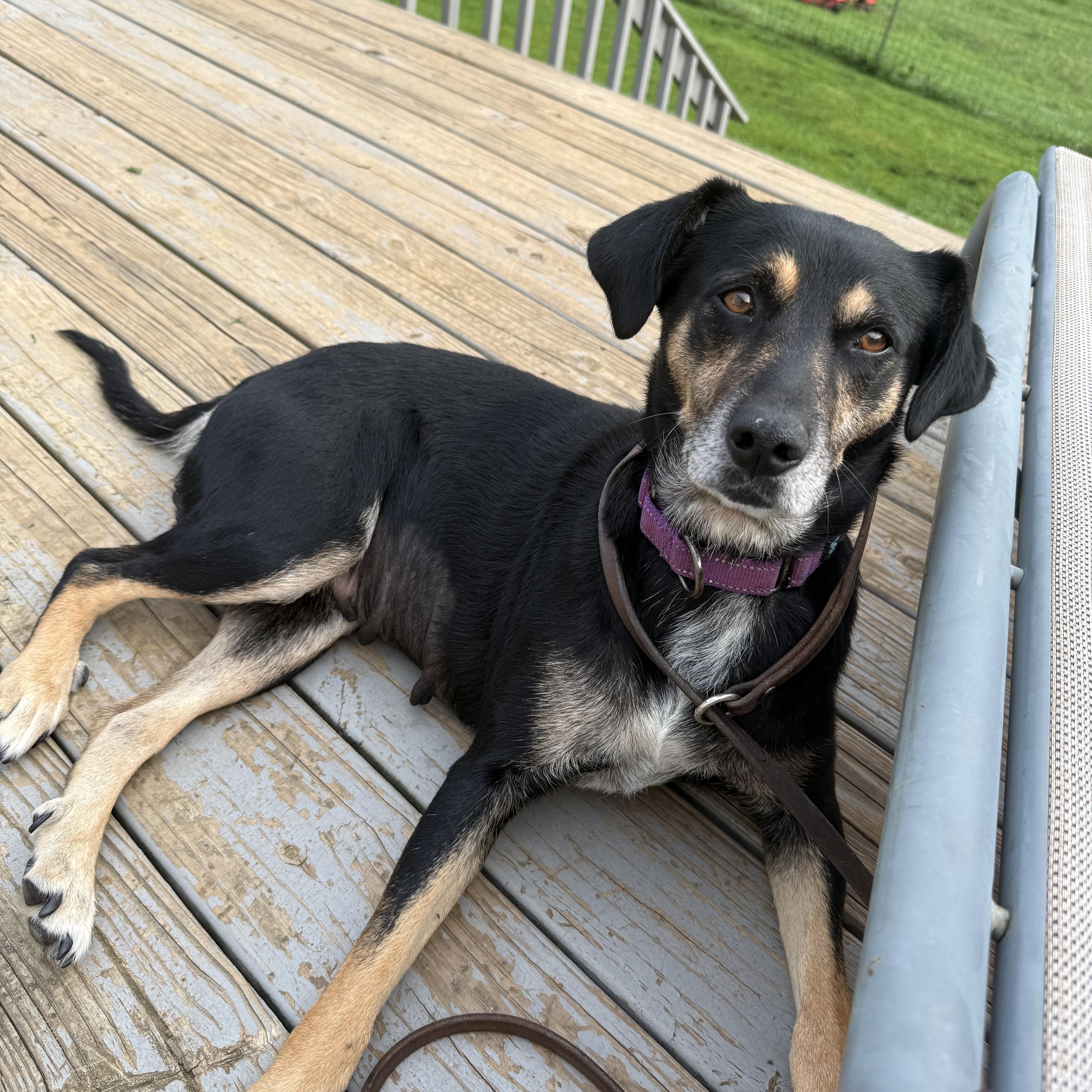 Maggie bama-girl, a Adoptable mixed breed in Cumming, GA image 6/6