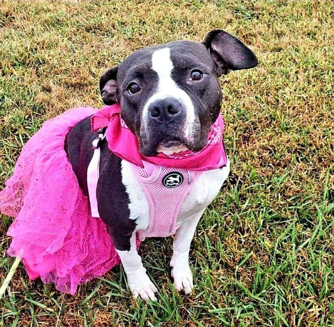 BARLEY, Adopted, Adult Female American Bully.