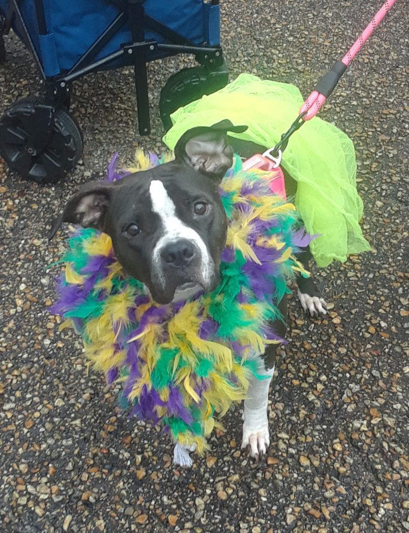 BARLEY, a Adopted American Bully in Rayne, LA image 2/3