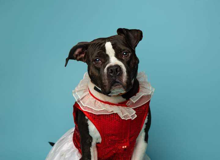 BARLEY, a Adopted American Bully in Rayne, LA image 3/3