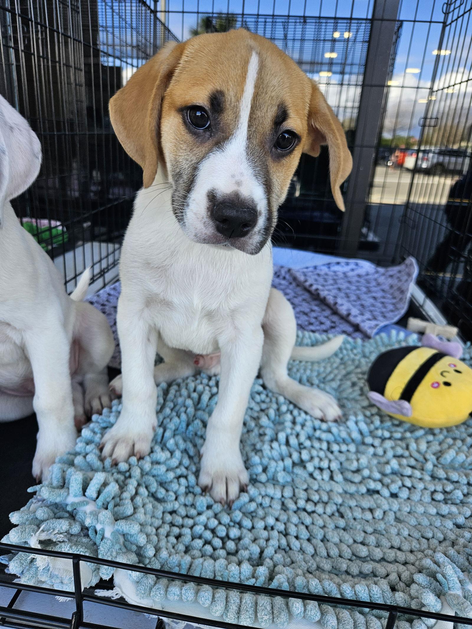 Suzi litter, Adoptable, Puppy Male Beagle & American Bulldog.