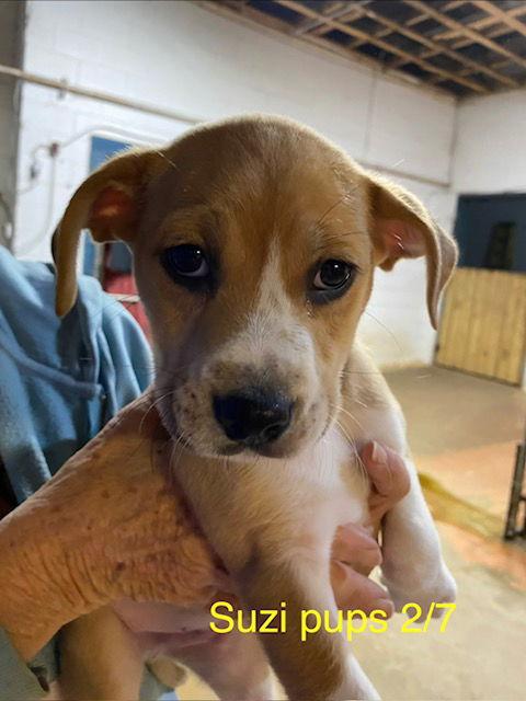 Suzi litter, Adoptable, Puppy Male Beagle & American Bulldog.