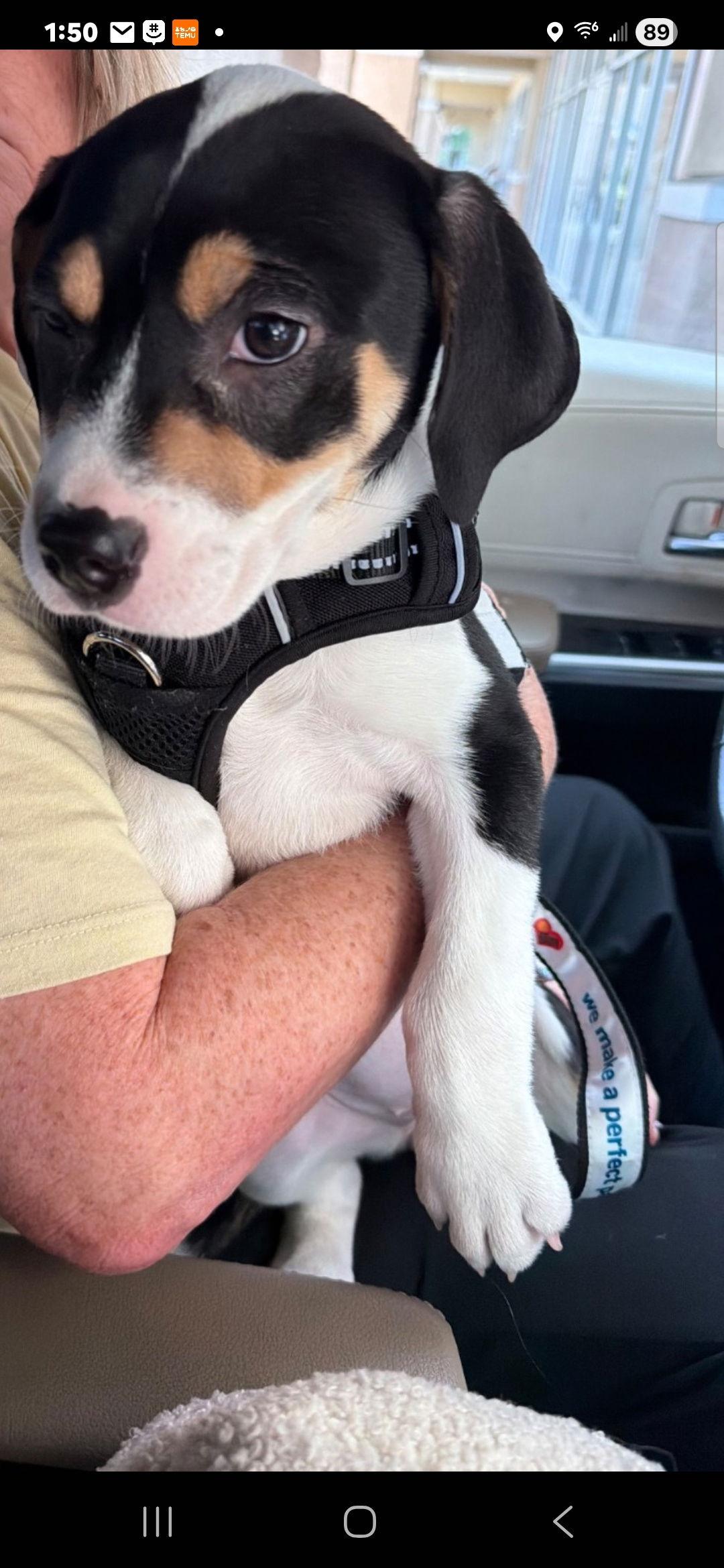 Suzi litter, a Adoptable mixed breed in Brooksville, FL image 2/2